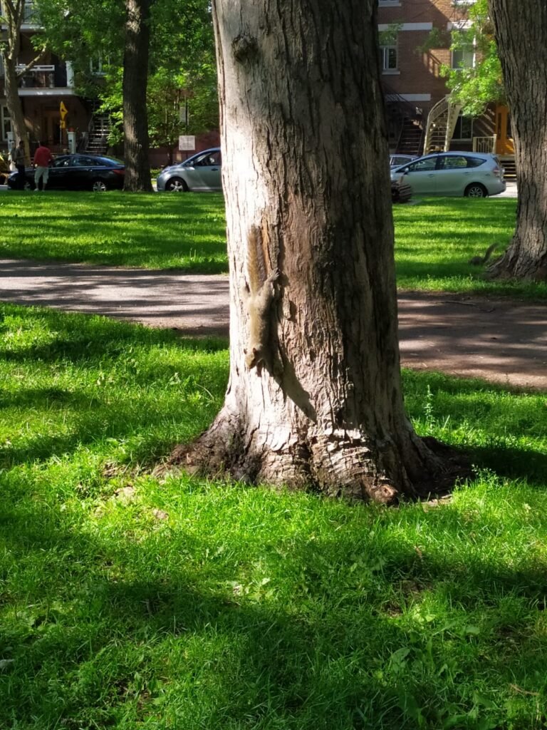 IMG-20190705-WA0001