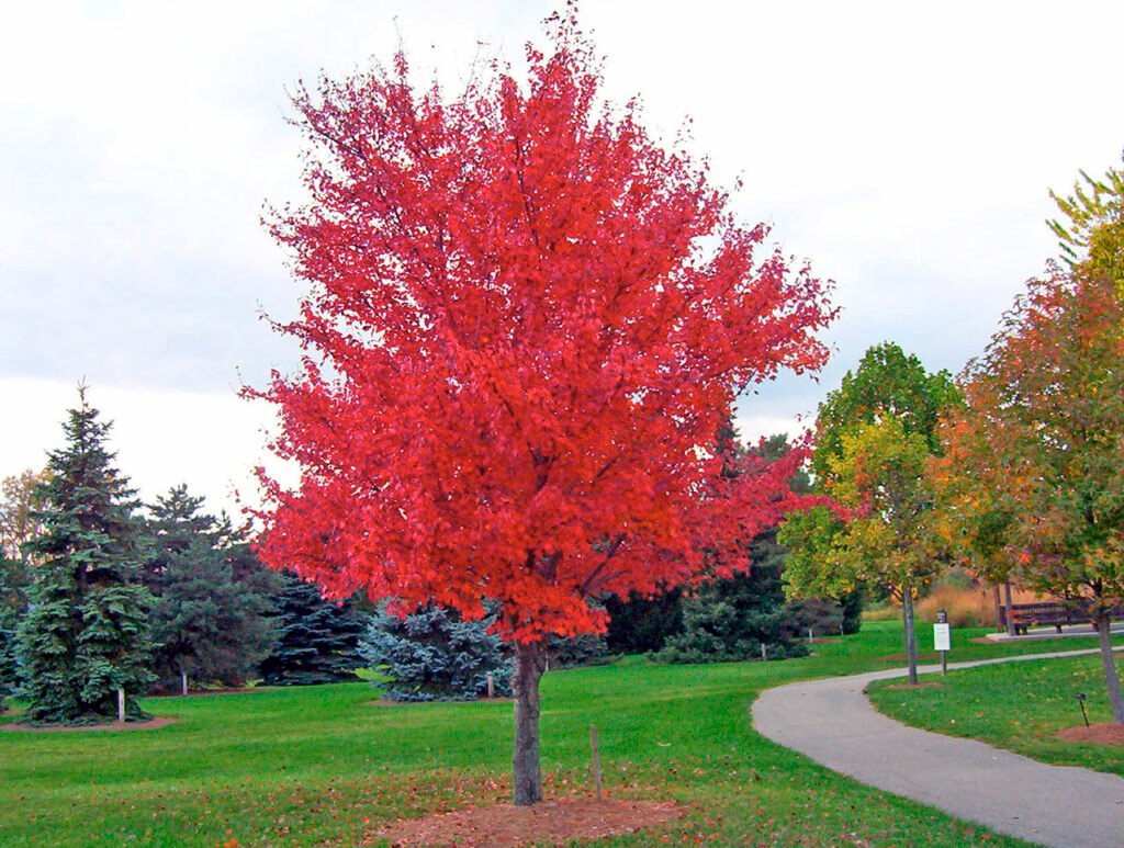 red-maple-tree-1106613001860497SS-1866303683 - Bruno Legay